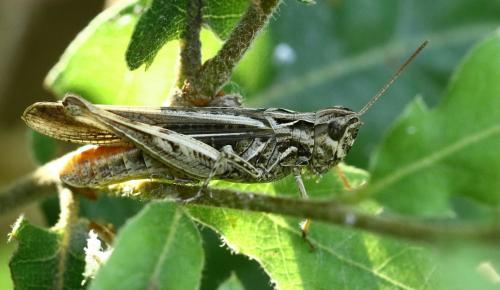Chorthippus sp.